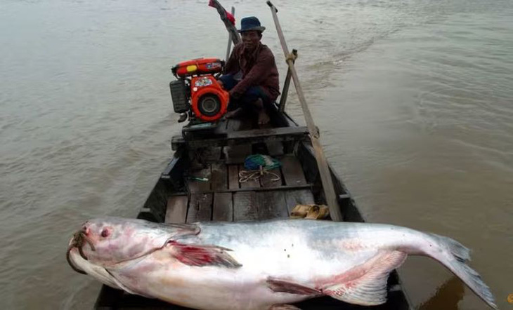 Một con cá da trơn sông Mekong khổng lồ bị người dân bắt được - Ảnh: Reuters