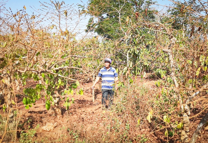 Nhiều diện tích khoán trồng cà phê của công nhân Công ty Cà phê Gia Lai chết khô, bị thiệt hại sau cổ phần hóa - Ảnh: C.D. 