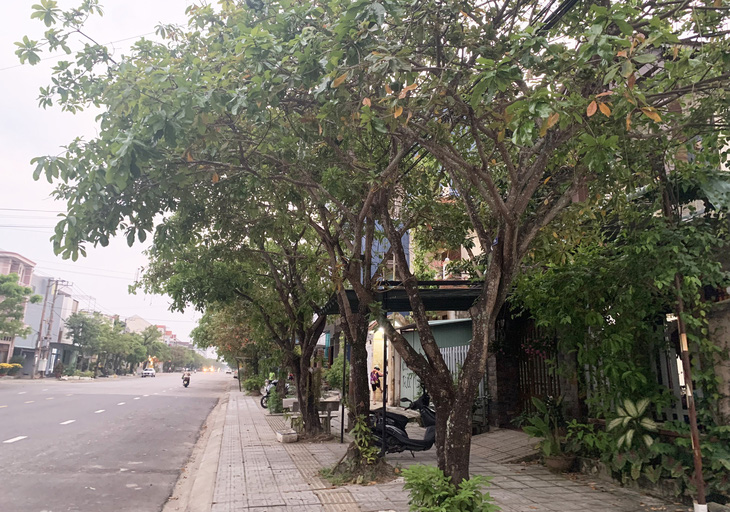 Bộ Công an yêu cầu Quảng Nam cung cấp thông tin thi công các dự án trồng, chăm sóc cây xanh. Trong ảnh là cây xanh trên đường phố Quảng Nam - Ảnh: LÊ TRUNG