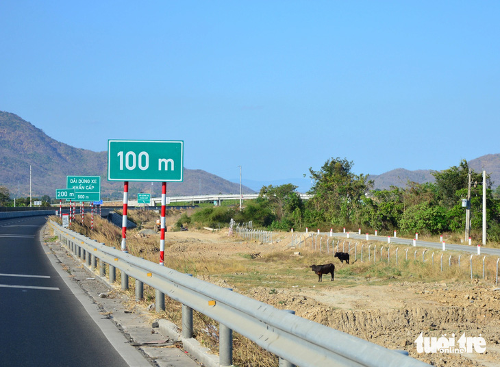 Vẫn còn tình trạng chăn thả bò trong phạm vi dự án cao tốc Vĩnh Hảo - Phan Thiết, đoạn qua huyện Hàm Thuận Bắc, Bình Thuận.