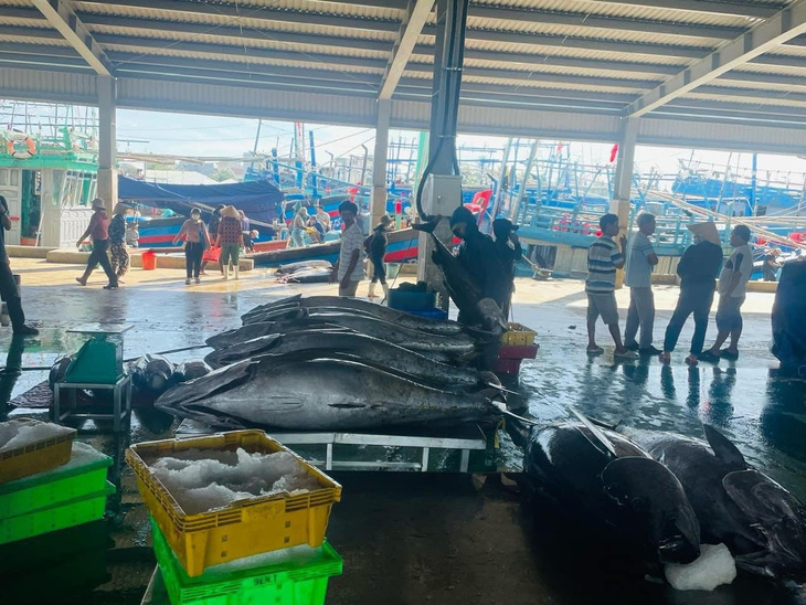 Cá ngừ tại một cảng cả ở tỉnh Bình Định - Ảnh: THẢO THƯƠNG