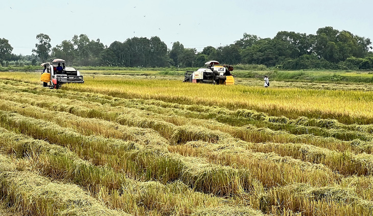 Người dân thu hoạch lúa đông xuân tại huyện Phước Long, Bạc Liêu - Ảnh: CHÍ QUỐC