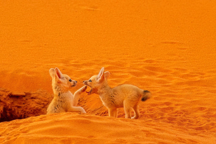 Tay máy Lukas Zeman đã chớp được khoảnh khắc thật đáng yêu của hai con cáo nhỏ đang đùa giỡn trên sa mạc. (Lukas Zeman/CNN)