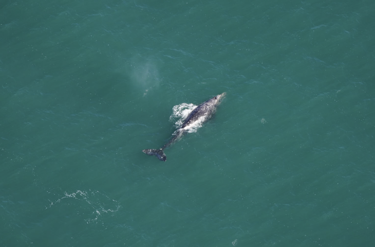 Con cá voi xám xuất hiện ngoài khơi bờ biển Nantucket (Mỹ) - Ảnh: NEW ENGLAND AQUARIUM