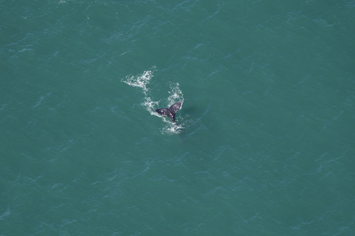 Con cá voi xám liên tục lặn xuống và ngoi lên gần mặt nước - Ảnh: NEW ENGLAND AQUARIUM