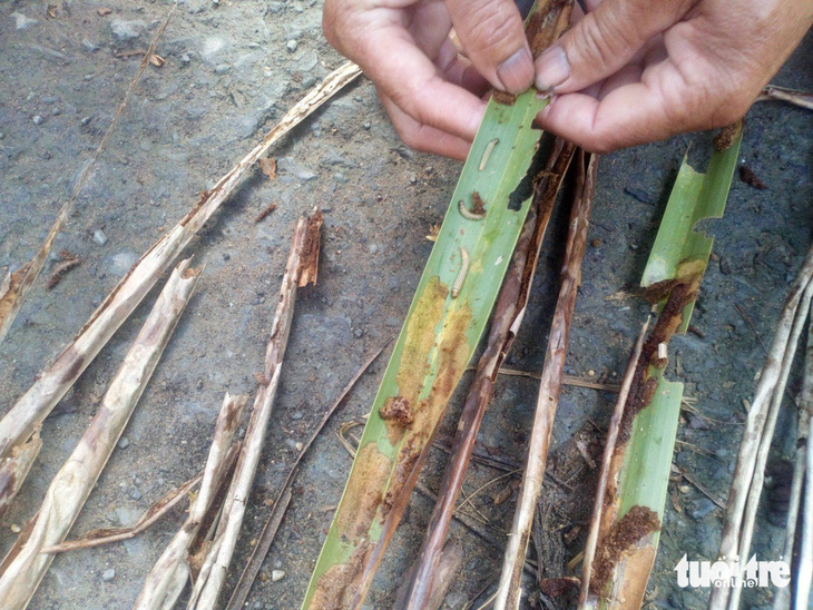 Đến nay tỉnh Trà Vinh đã có hơn 34,5ha dừa bị sâu đầu đen tấn công - Ảnh: HOÀI THƯƠNG