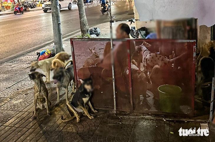 Căn nhà nhỏ với gần 100 con chó gây ô nhiễm bị người dân ở đường Hoàng Diệu, phường 9 (quận 4, TP.HCM) phản ánh hơn 8 năm qua - Ảnh: CHÂU TUẤN