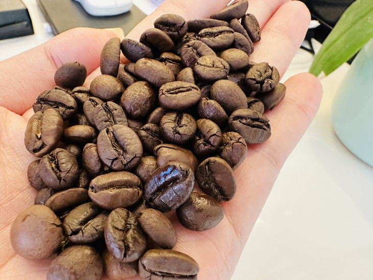Nhiều dự đoán cà phê trong nước có thể tiến đến mốc 100.000 đồng/kg - Ảnh: THẢO THƯƠNG