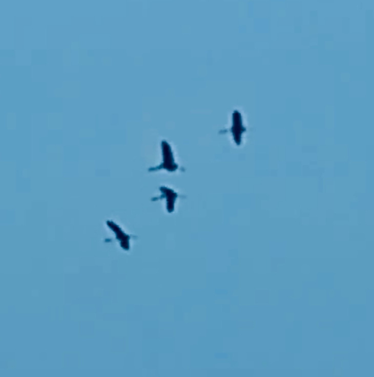 Bốn con sếu đầu đỏ bay về kiếm ăn tại phân khu A5 Vườn quốc gia Tràm Chim sáng 7-3, nhân viên vườn dùng điện thoại chụp lại - Ảnh: VQG Tràm Chim