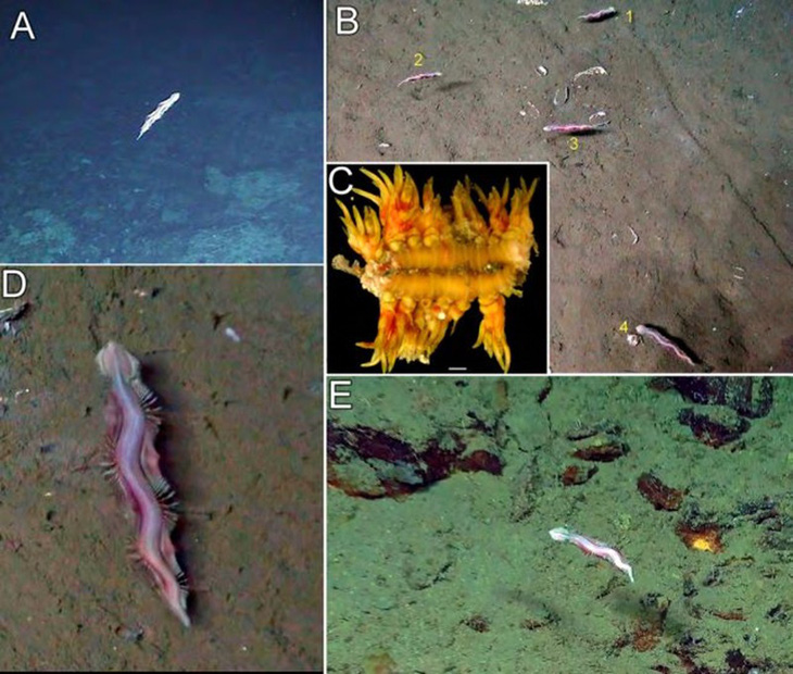 Hình ảnh những con sâu biển Pectinereis strickrotti trong môi trường sống tự nhiên của chúng - Ảnh: PLOS One