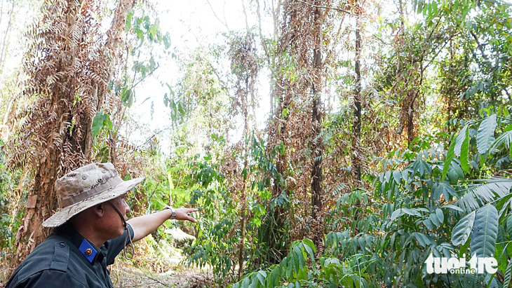 Cỏ cây ở rừng xã Bãi Thơm khô vàng vì nắng nóng - Ảnh: CHÍ CÔNG