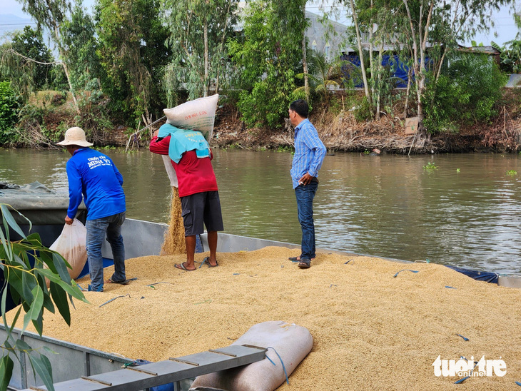 Ngành nông nghiệp huyện Tri Tôn cho biết giá lúa thời điểm này đã tăng hơn 1.000 đồng/kg so với năm 2023 và nông dân có lợi nhuận nhiều - Ảnh: BỬU ĐẤU