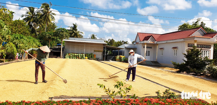 Gia đình bà Nguyễn Thị Thủy, tỉnh Cà Mau, quyết định phơi và trữ toàn bộ lúa lại để tránh cảnh bị thương lái ép giá - Ảnh: THANH HUYỀN
