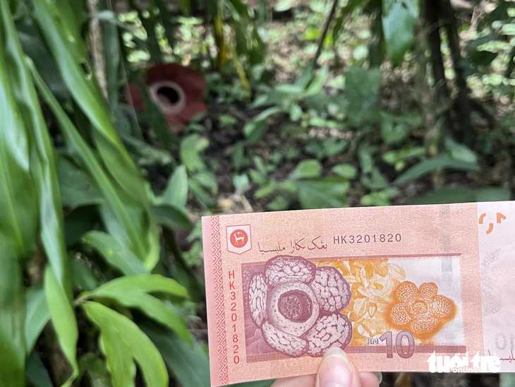 Hoa Rafflesia được in trên tờ tiền mệnh giá 10 ringgit của Malaysia - Ảnh: HẢI KIM
