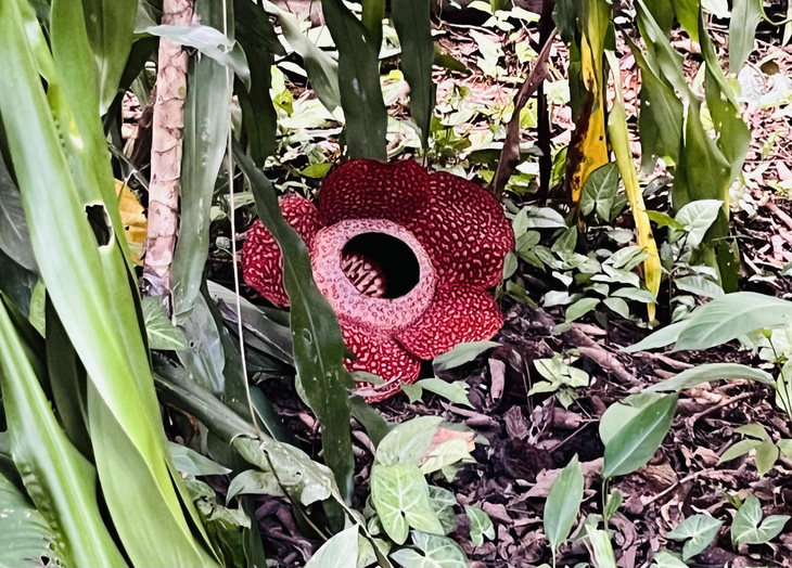 Cận cảnh bông Rafflesia khiến nhiều du khách quốc tế phải tò mò - Ảnh: HẢI KIM