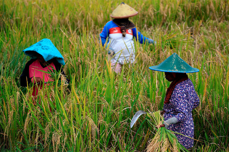 Nông dân thu hoạch lúa tại huyện Candipuro, tỉnh Đông Java, Indonesia, ngày 9-12-2021 - Ảnh: REUTERS