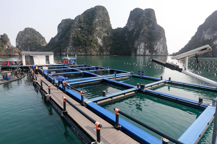 Mô hình nuôi biển công nghệ cao của STP Group trên vùng biển Vân Đồn, Quảng Ninh - Ảnh: C.TUỆ
