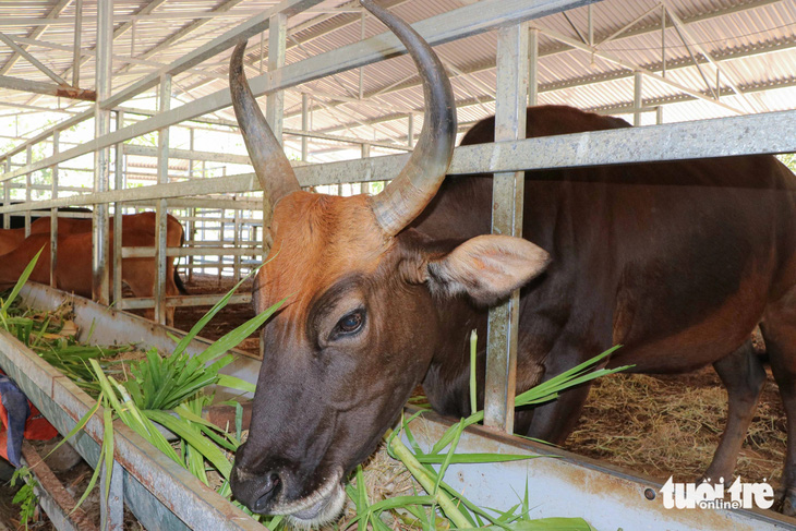 Đàn bò tót lai được chăm sóc chu đáo bằng thức ăn xanh và được tự do đi lại trong môi trường tự nhiên bán hoang dã nên phát triển tốt - Ảnh: DUY NGỌC