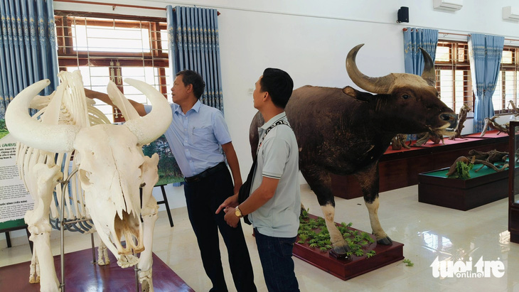 Tiêu bản và bộ xương của bò tót đực được trưng bày tại Trung tâm Giáo dục môi trường và Dịch vụ môi trường rừng thuộc Vườn quốc gia Phước Bình - Ảnh: DUY NGỌC