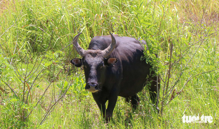 Con bò đực lai trọng lượng khoảng 450 - 500kg, nặng gấp hai lần so với bò nhà - Ảnh: DUY NGỌC