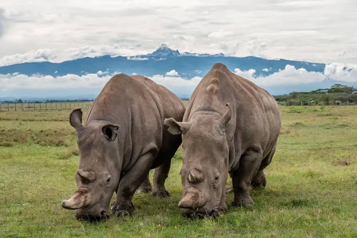 Hai con tê giác trắng phương Bắc cuối cùng còn sống trên Trái đất đang được bảo vệ tại một khu bảo tồn ở Kenya - Ảnh: Ol Pejeta/DPA/TNS/Alamy Live News