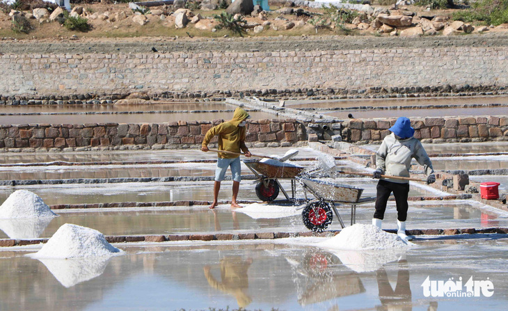 Nghề làm muối ở huyện Ninh Hải năm nay thuận lợi vì nhờ... nắng dữ. Trong ảnh: Gom muối thành từng đống nhỏ - Ảnh: DUY NGỌC