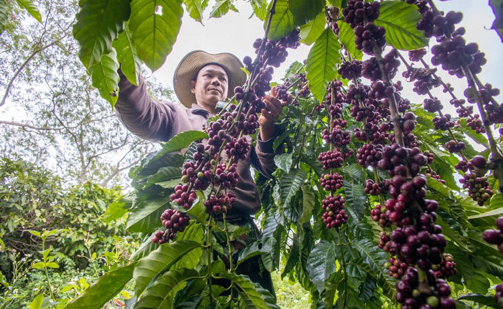 Nông dân Đắk Lắk thu hoạch cà phê  - Ảnh: TRUNG TÂN