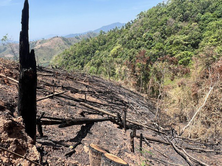 Hiện trường vụ hủy hoại rừng tại tiểu khu 325, xã Đăk Pxi, huyện Đăk Hà, Kon Tum - Ảnh: NGỌC LÂM 
