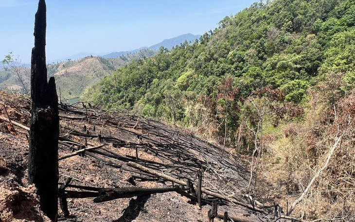 UBND huyện báo cáo không phát hiện phá rừng, sau kiểm tra 