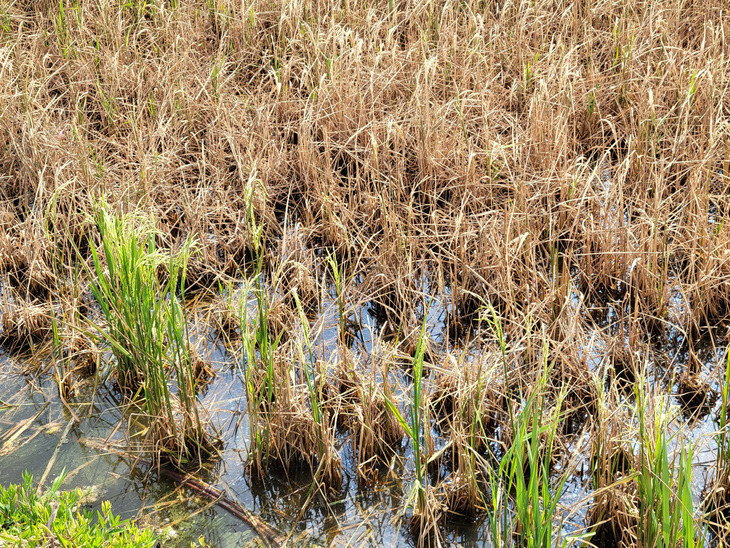 Theo nông dân, chỉ có giống lúa như Đài Thơm 8 mới chịu nổi mặn xâm nhập trong những ngày qua. Đa phần người dân trồng giống lúa OM 5451 ở địa phương lúa đều bị chết hoặc giảm đáng kể năng suất do chịu mặn kém - Ảnh: CHÍ QUỐC 