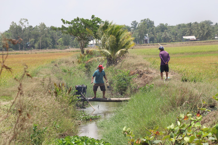 Ông Lý Huyền, một hộ dân ở thị trấn Long Phú, tranh thủ chính quyền mở cống để bơm nước ngọt vào ruộng cứu lúa. Ông Huyền cho biết ông có 16 công đất, do nắng hạn kéo dài đã thiệt hại gần như mất trắng khoảng 3 công - Ảnh: CHÍ QUỐC