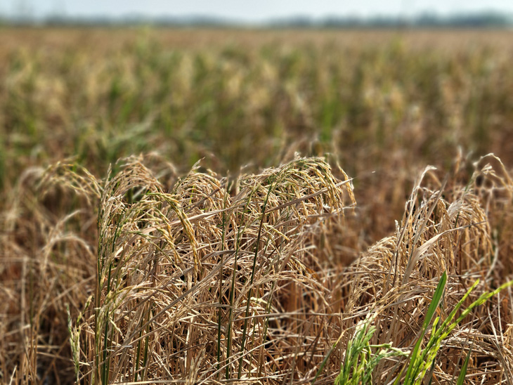 Lúa còn sống thì cũng bị giảm đáng kể năng suất (hạt lúa lép). Nhiều nông dân cho biết thiệt hại gần như 40 đến 50% năng suất lúa - Ảnh: CHÍ QUỐC 