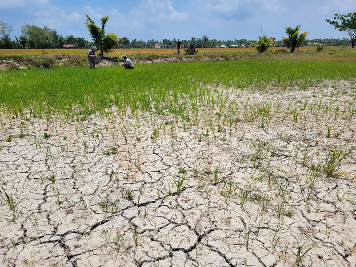 Những cánh đồng bị khô nứt nẻ do nắng nóng kéo dài hơn hai tháng qua ở huyện Long Phú khiến nhiều người sạ lúa xong đành chấp nhận bỏ lúa vì thấy tình hình không thể cứu được - Ảnh: CHÍ QUỐC