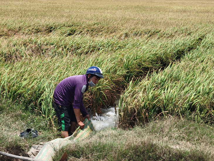 Anh Nguyễn Văn Tài ở thị trấn Long Phú (huyện Long Phú) tranh thủ có nguồn nước ngọt thì bơm vào ngay ruộng để cứu lúa với mong muốn 