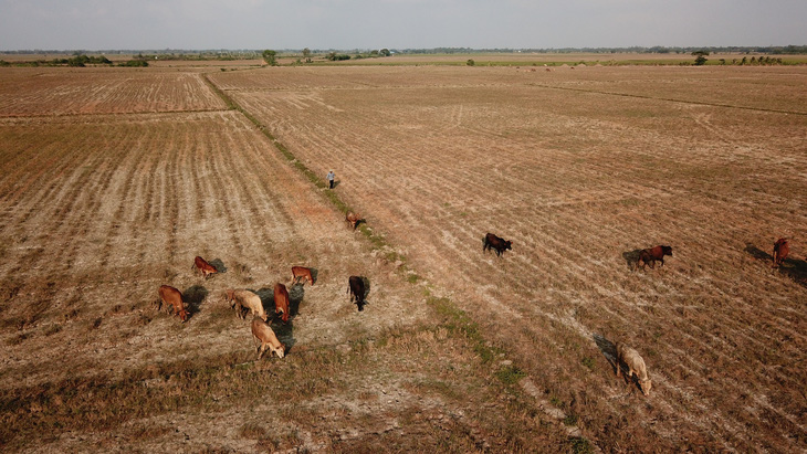 Hạn hán, xâm nhập mặn năm nay kéo dài khiến nhiều cánh đồng ở huyện Trần Đề khô cháy - Ảnh: CHÍ QUỐC 