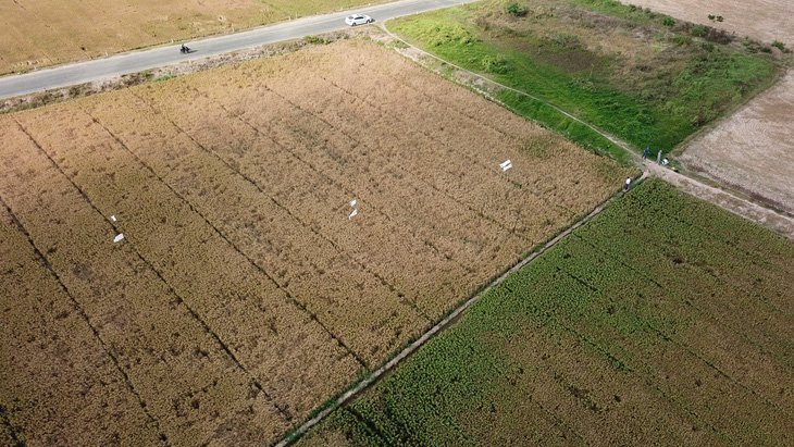 Một cánh đồng lúa ở xã Đại Ân 2, huyện Trần Đề (Sóc Trăng) gần như cháy vì bị nước mặn xâm nhập. Những cánh đồng còn chút vạt lúa xanh là bị ảnh hưởng mặn ít hơn - Ảnh: CHÍ QUỐC 