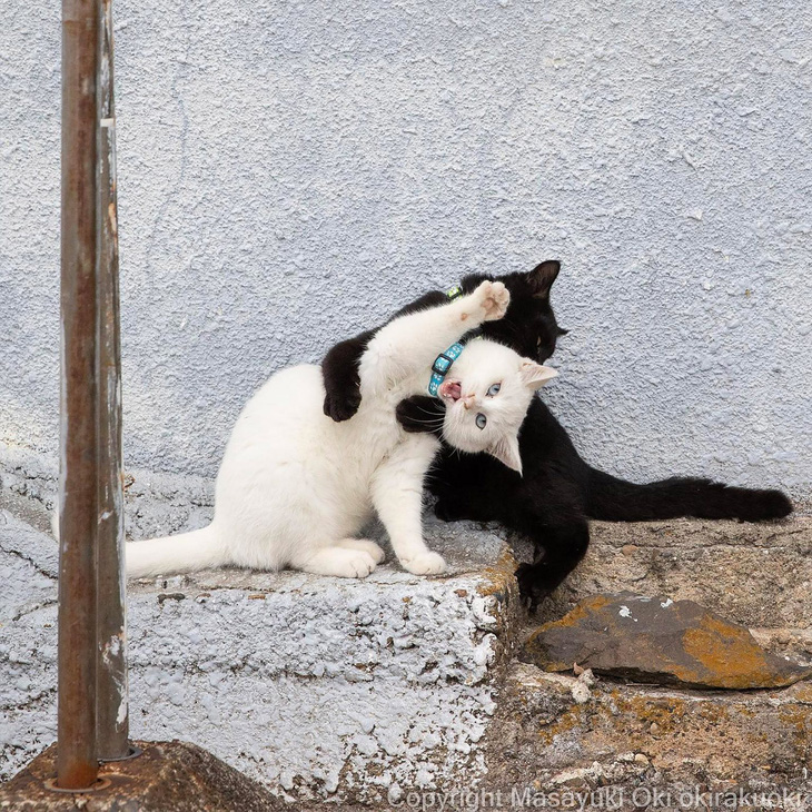 Hai chú mèo tinh nghịch, đáng yêu trong ảnh của Oki - Ảnh: Masayuki Oki