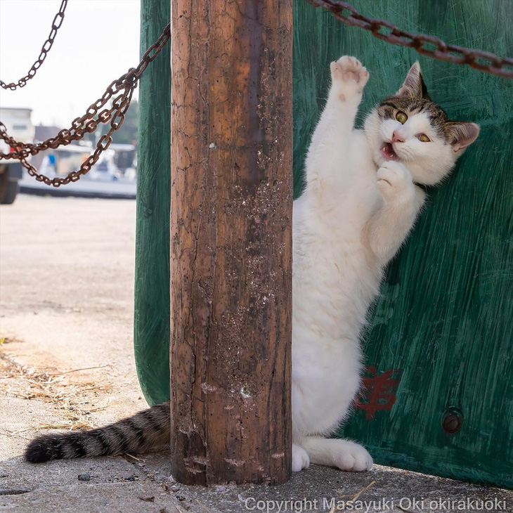 Xem những bức ảnh sống động tuyệt vời về mèo của nhiếp ảnh gia Nhật Bản- Ảnh 10.