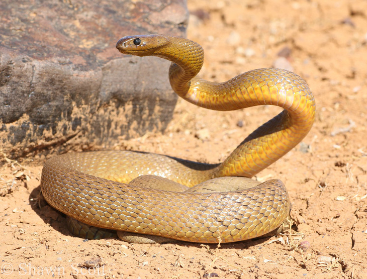 5 loài rắn độc nhất thế giới, có loài nào ở Việt Nam?- Ảnh 4.