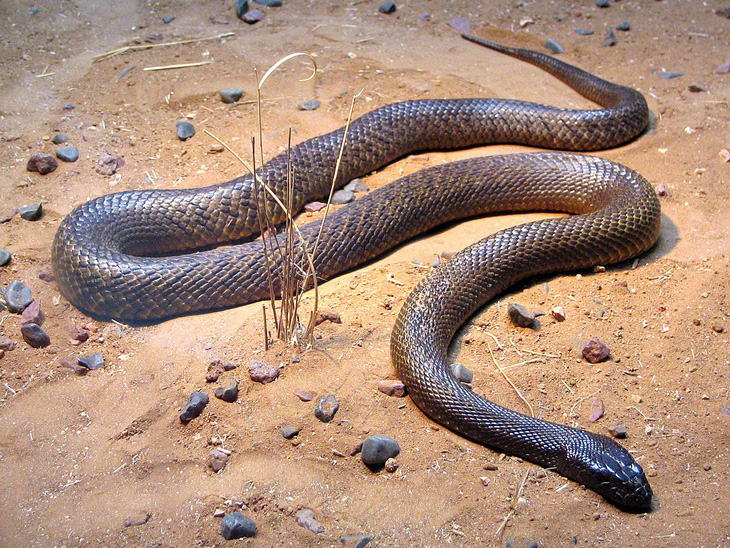 5 loài rắn độc nhất thế giới, có loài nào ở Việt Nam?- Ảnh 2.