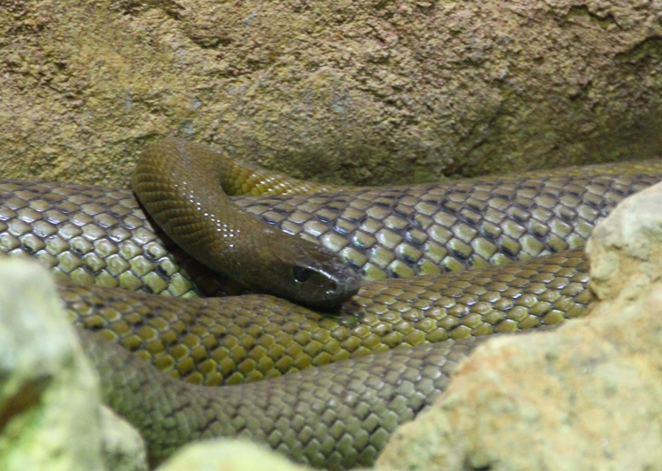 5 loài rắn độc nhất thế giới, có loài nào ở Việt Nam?- Ảnh 3.