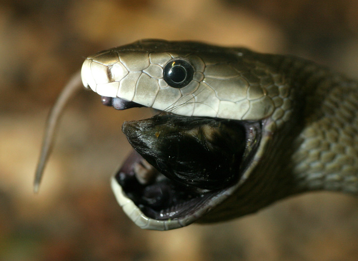 5 loài rắn độc nhất thế giới, có loài nào ở Việt Nam?- Ảnh 8.