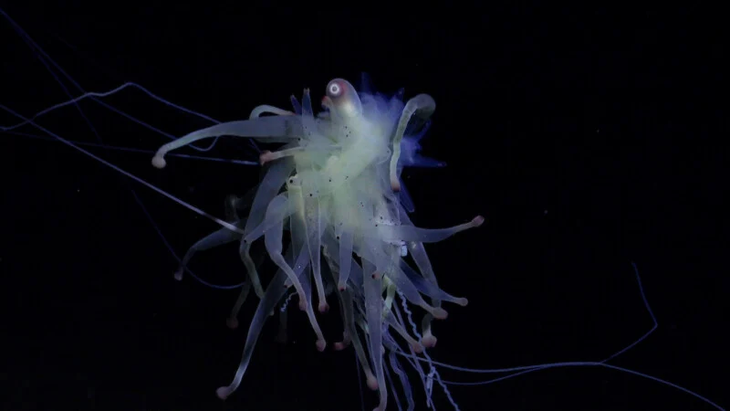 Một con "quái vật spaghetti bay" (Bathyphysa conifera) - Ảnh: Viện Đại dương Schmidt