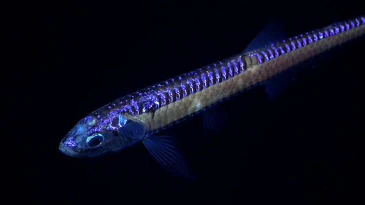 Cá rồng biển phát sáng với bộ hàm lớn chứa đầy những chiếc răng nanh nhọn - Ảnh: Viện Đại dương Schmidt