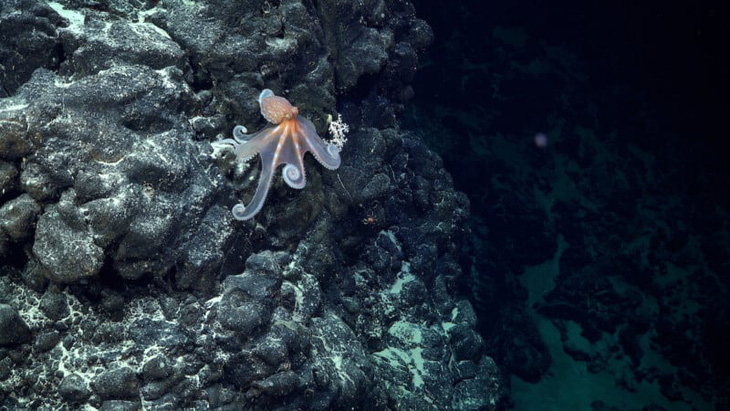 Một loài bạch tuộc - Ảnh: Viện Đại dương Schmidt