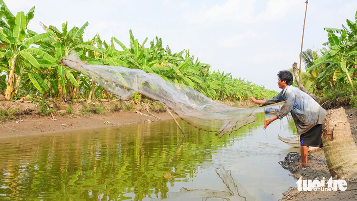 Người dân xã An Minh Bắc (huyện U Minh Thượng) chài lưới để kiểm tra tôm càng xanh trên vuông nuôi - Ảnh: CHÍ CÔNG