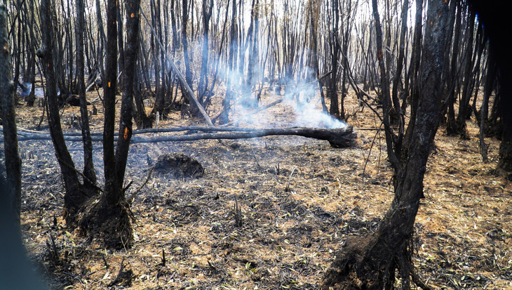Vụ cháy đã làm cho khoảng 40ha rừng tràm hơn 4 năm tuổi thiệt hại, không thể phục hồi - Ảnh: THANH HUYỀN