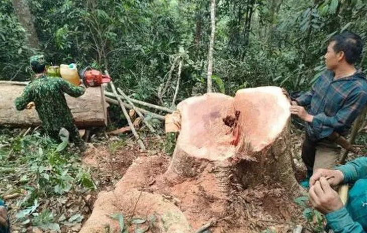 Gốc cây gỗ vừa bị chặt hạ tại hiện trường - Ảnh: Bộ đội biên phòng tỉnh Thanh Hóa cung cấp