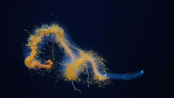 Sinh vật kỳ lạ này chưa biết tên, được tạm gọi là galaxy siphonophore - Ảnh: Viện Đại dương Schmidt