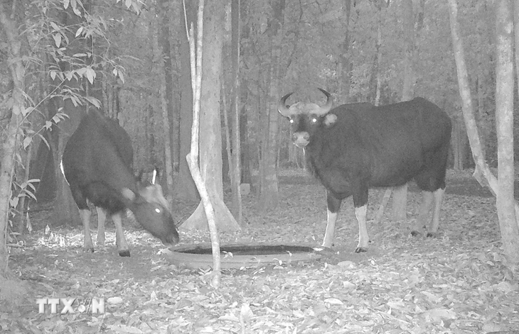 Hai con bò tót đến uống nước tại một điểm tiếp trong rừng được Khu bảo tồn thiên nhiên văn hóa Đồng Nai ghi nhận bằng công nghệ “bẫy ảnh” - Ảnh: TTXVN phát